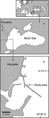 A Hotspot in the Romanian Black Sea: Eelgrass Beds Drive Local Biodiversity in Surrounding Bare Sediments